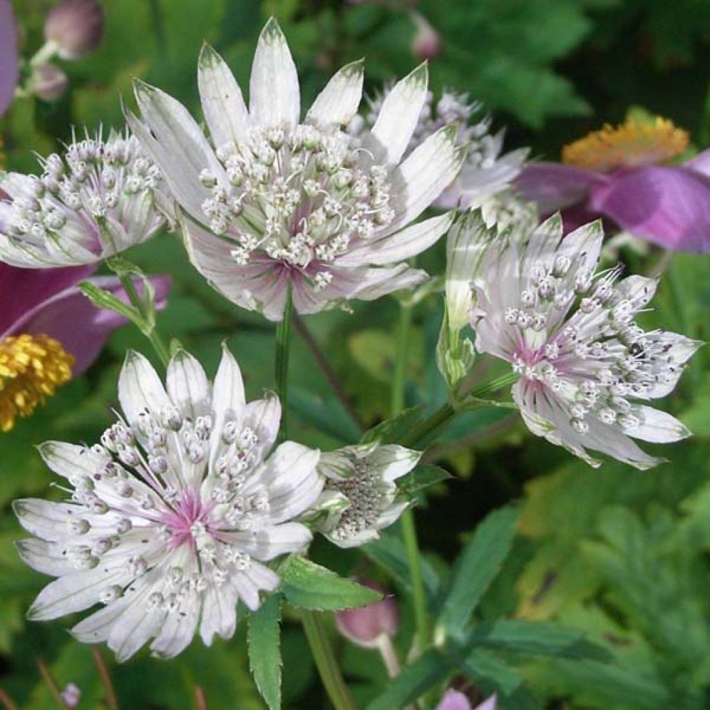 Astrantia major Shaggy