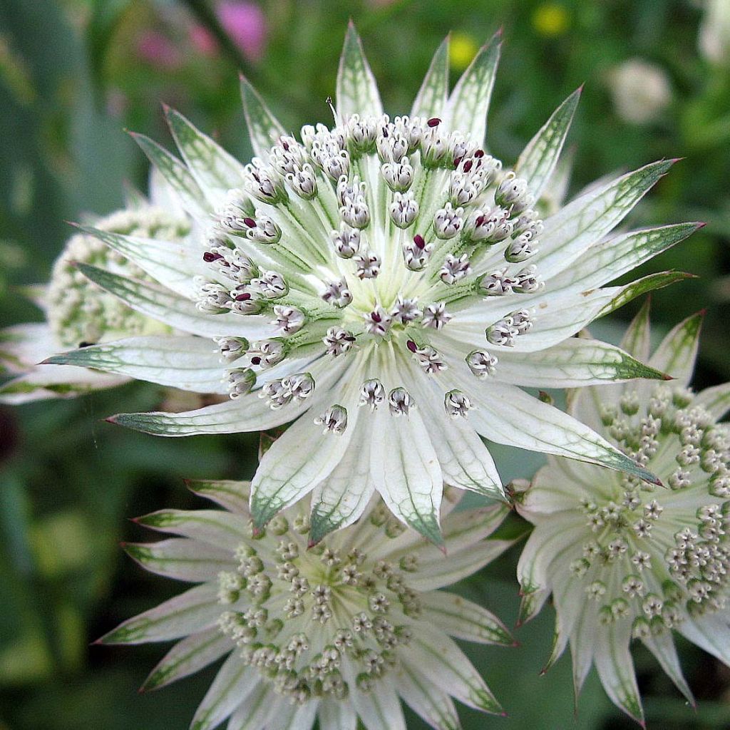 Astrantia major Shaggy