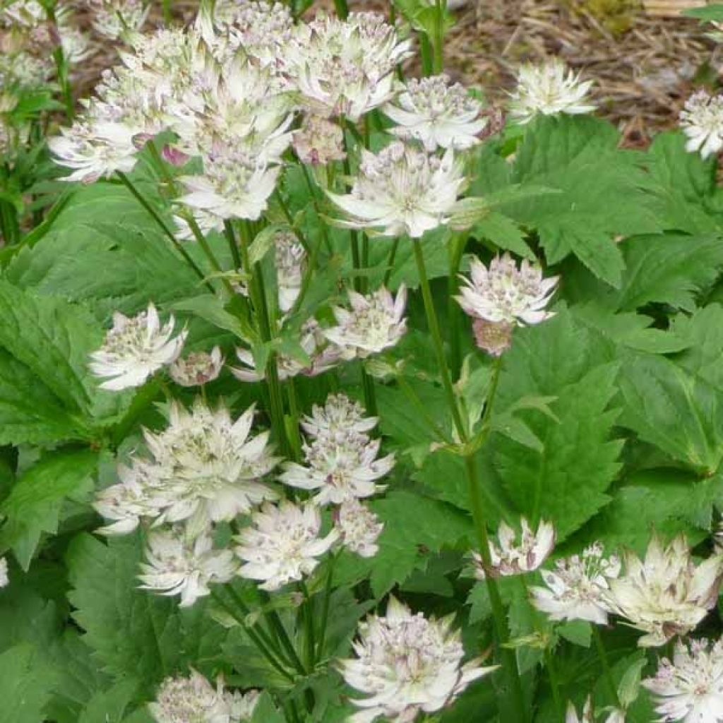 Astrantia major Shaggy