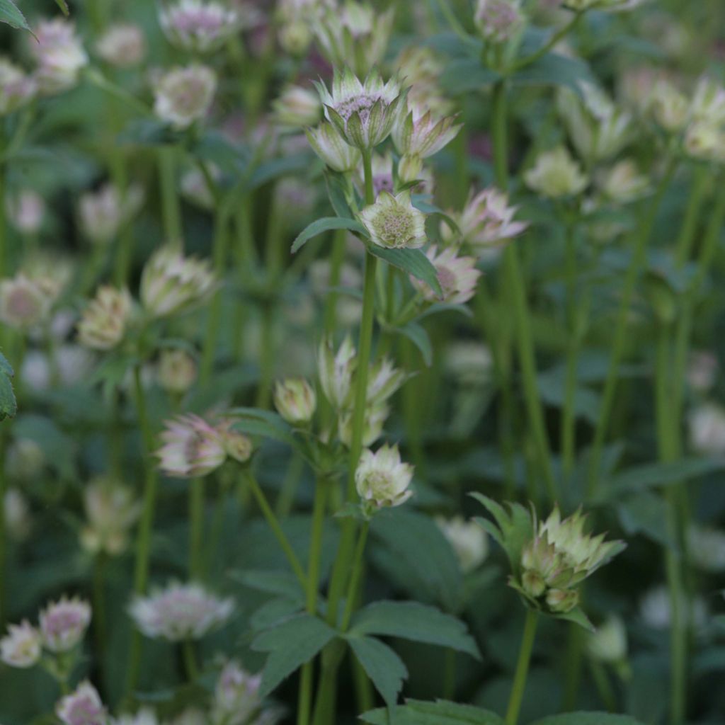 Astrantia major Shaggy