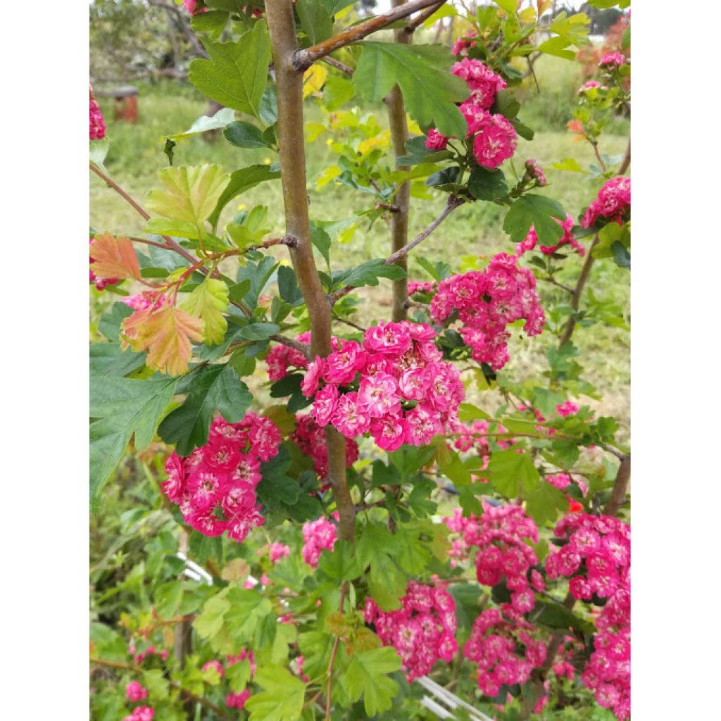 Crataegus laevigata Paul's Scarlet