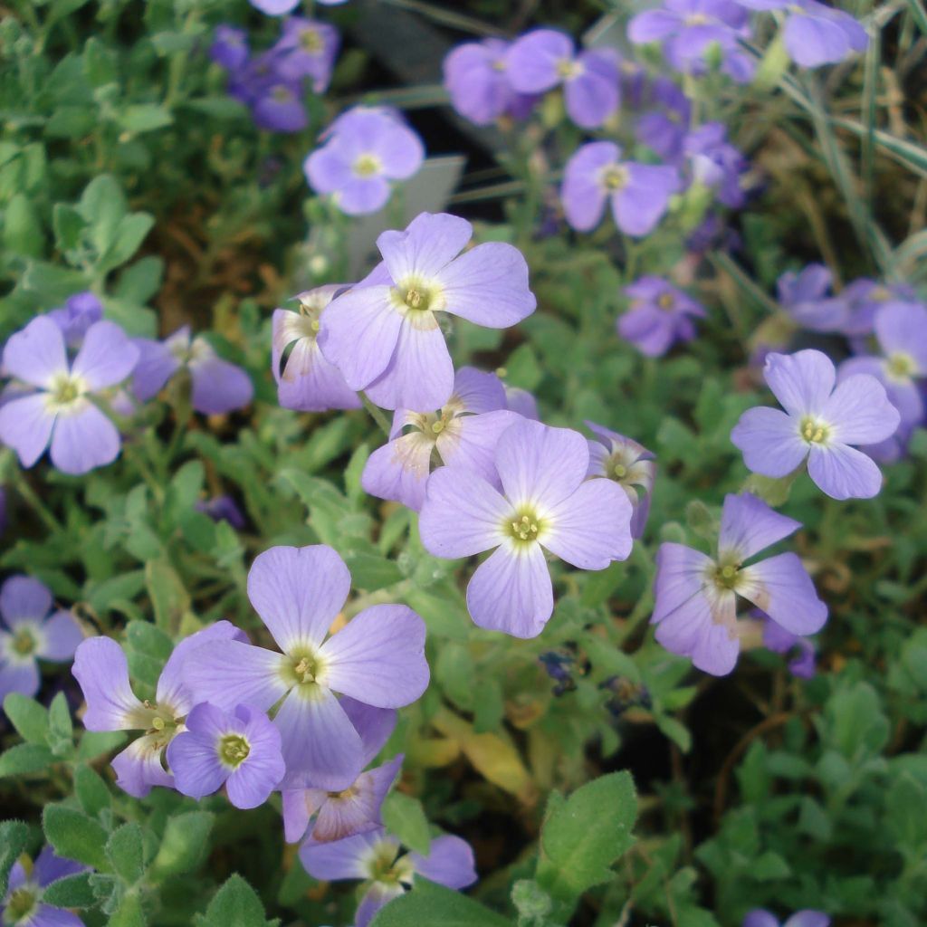 Aubrieta Cascade Blue - Aubrezia