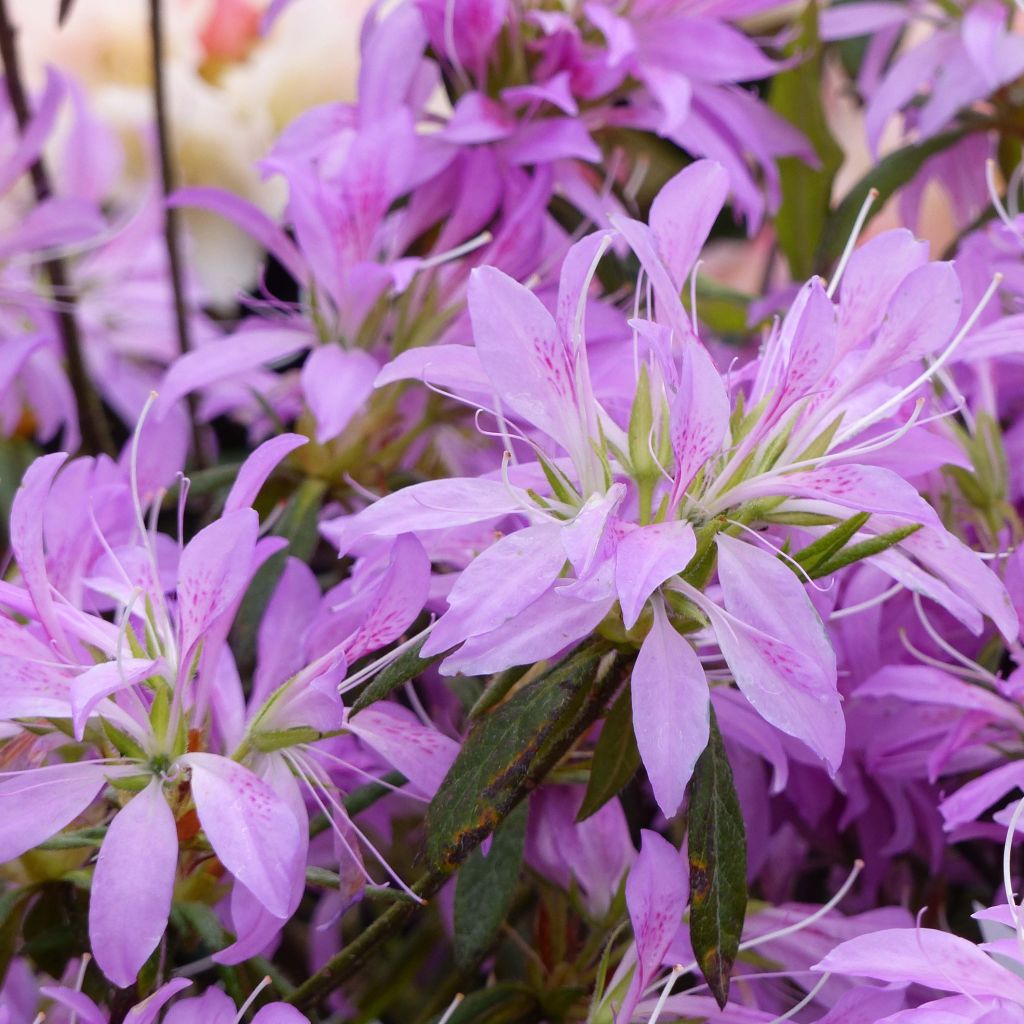 Azalea macrosepalum Koromo Shikibu