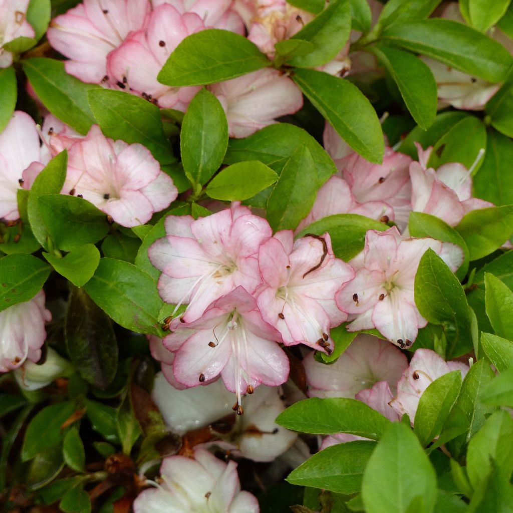 Azalea kaempferi Peggy Ann