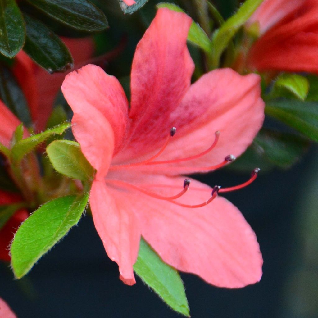 Azalea japonica Tamanini