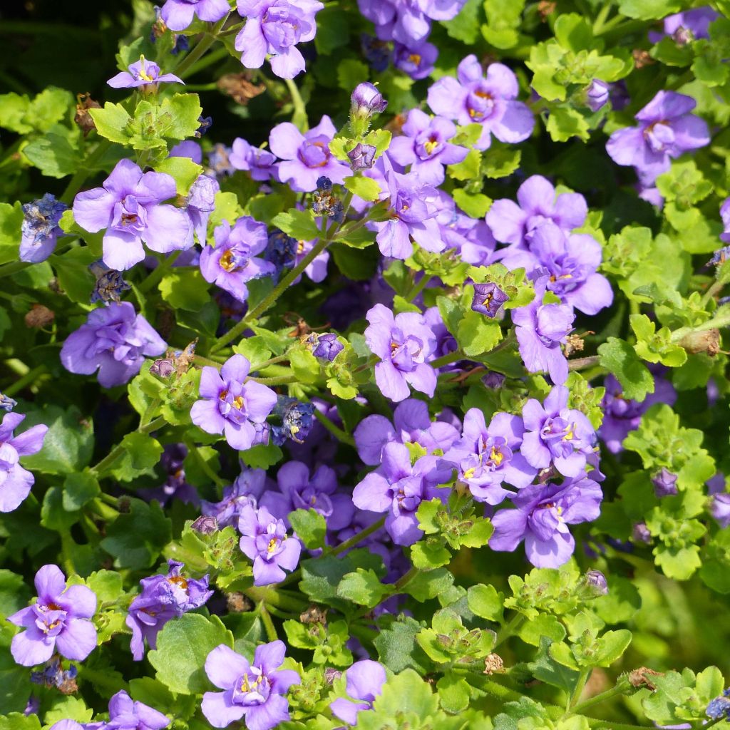 Bacopa Scopia Double Indigo