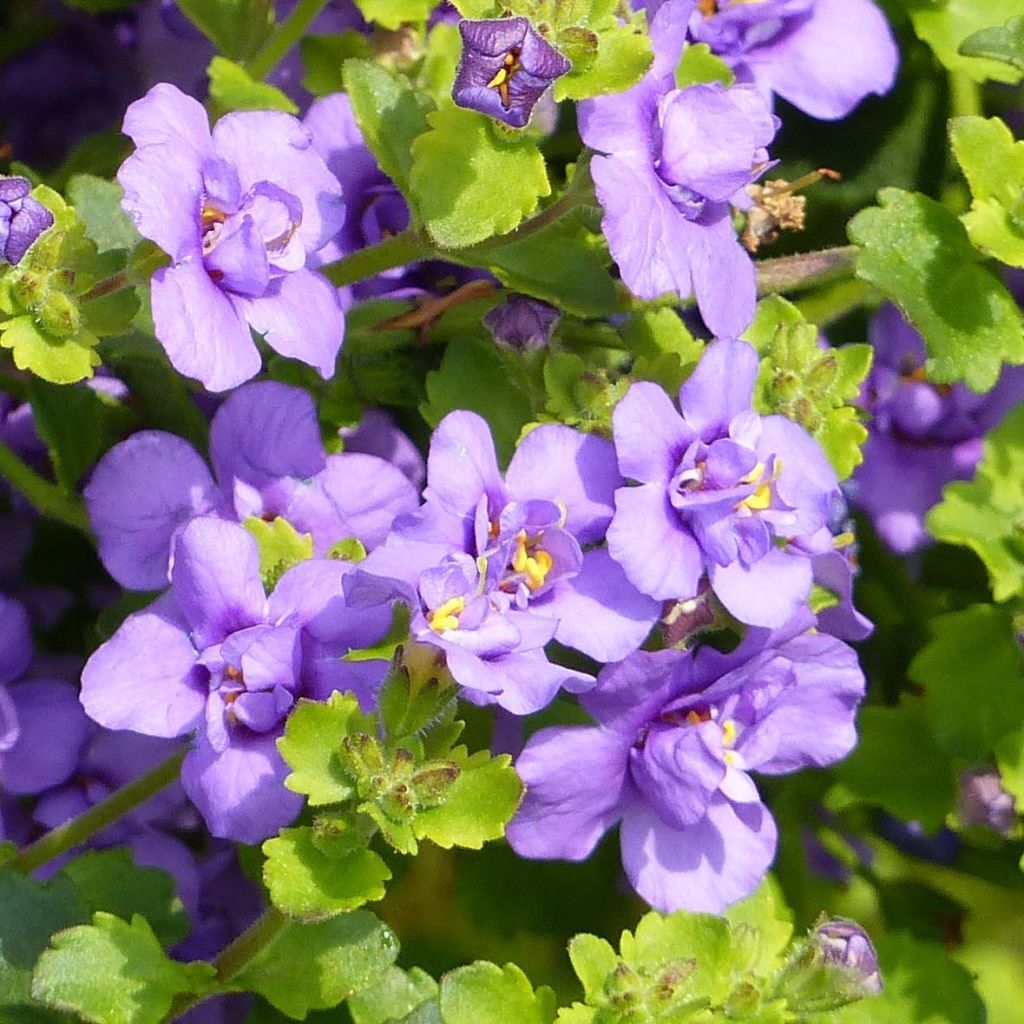 Bacopa Scopia Double Indigo