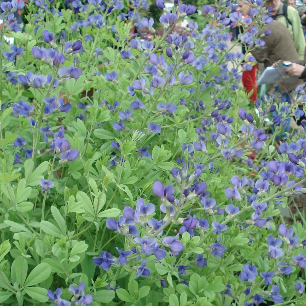 Baptisia australis - Indaco falso blu