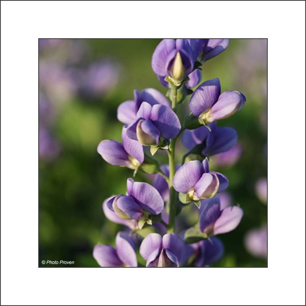 Baptisia Decadence Blueberry Sundae - Indaco falso