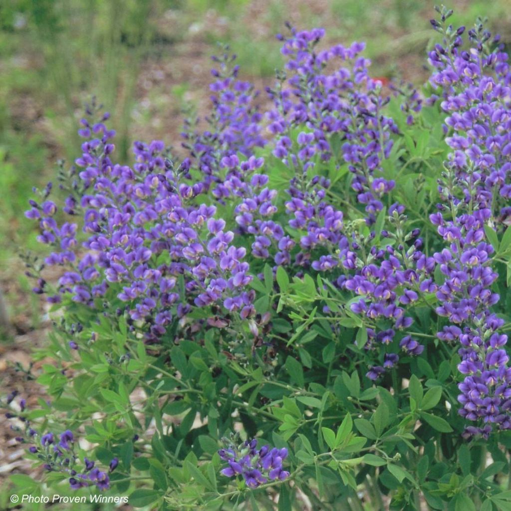 Baptisia Decadence Blueberry Sundae - Indaco falso