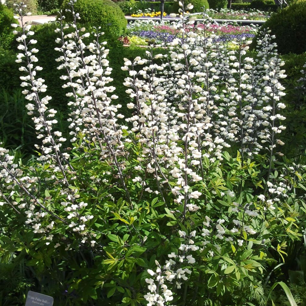 Baptisia alba