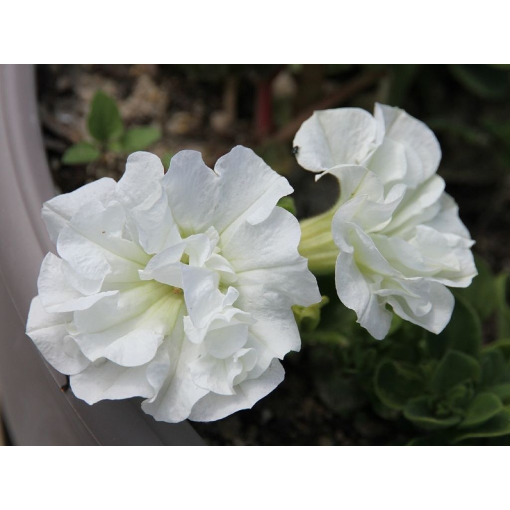 Begonia grandiflora Blanc