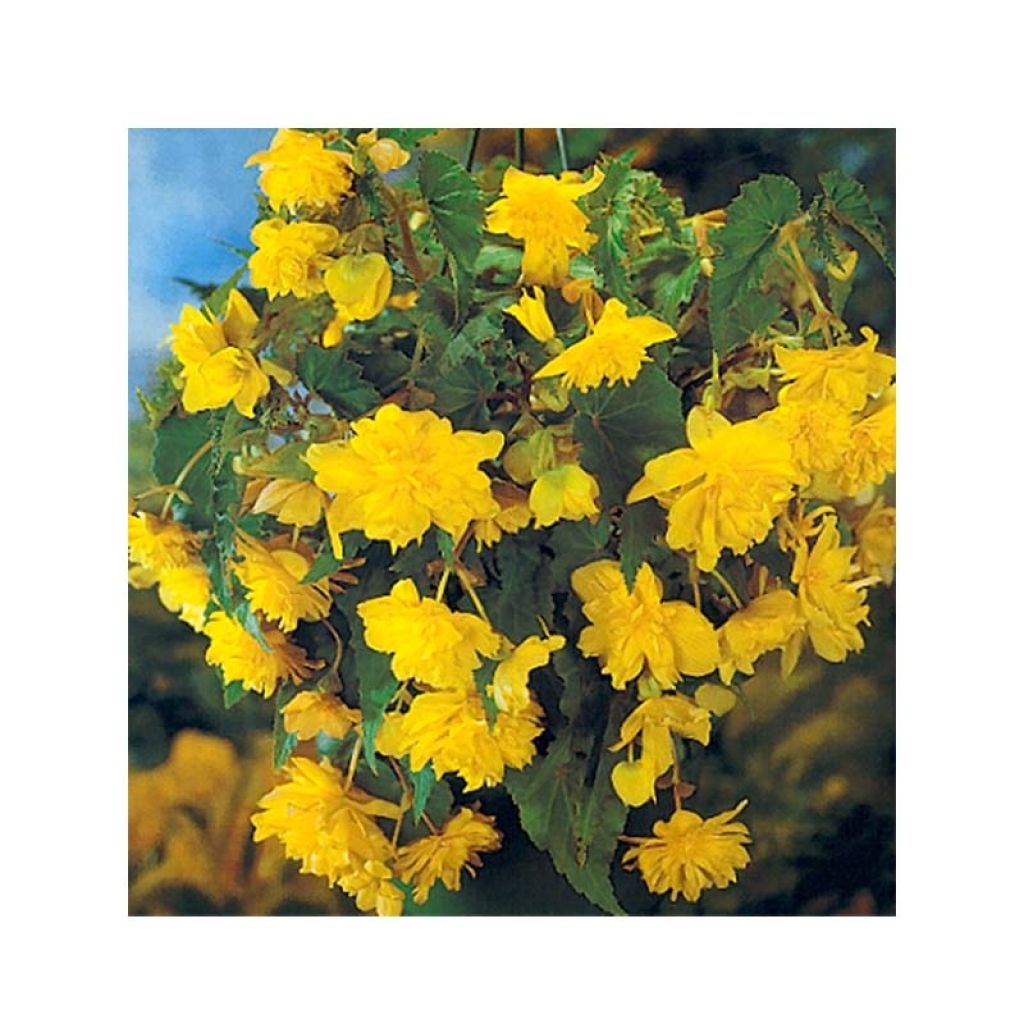 Begonia pendula Yellow