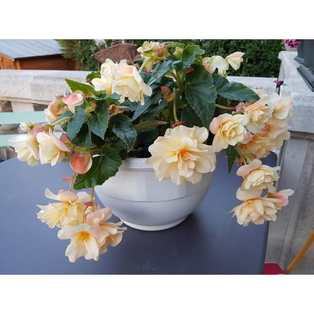 Begonia Begonia Chardonnay