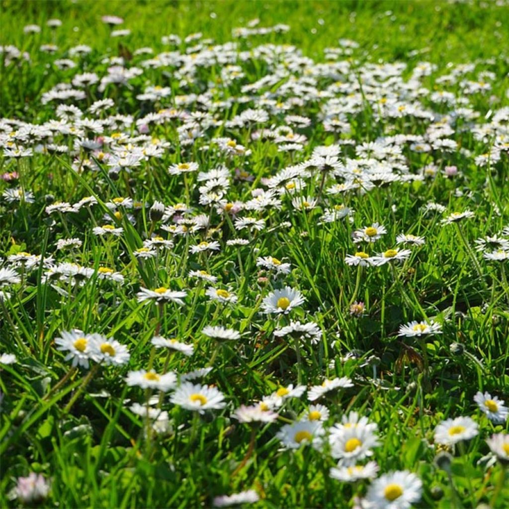 Bellis perennis (semi) - Pratolina comune