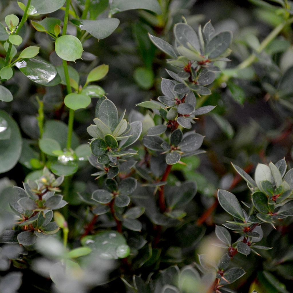 Berberis buxifolia Nana - Calafate