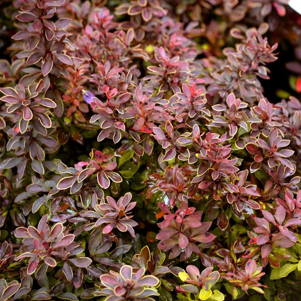 Berberis thunbergii Admiration - Crespino giapponese