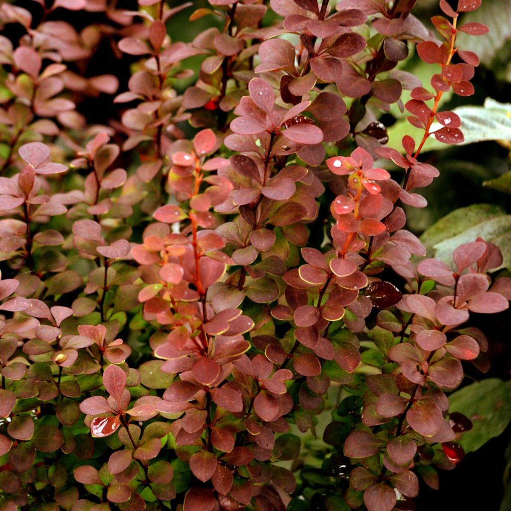 Berberis thunbergii Orange Rocket - Crespino giapponese