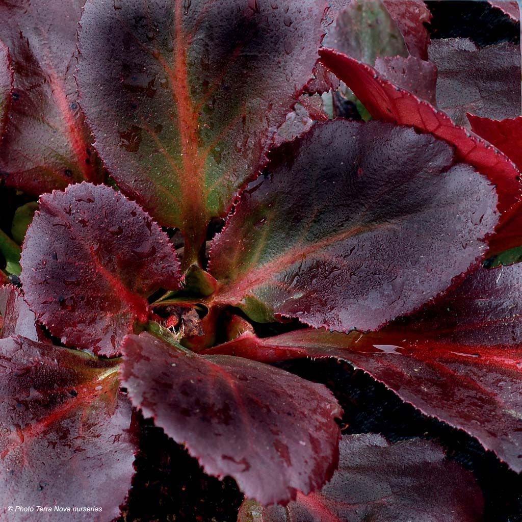 Bergenia cordifolia Dragonfly Sakura