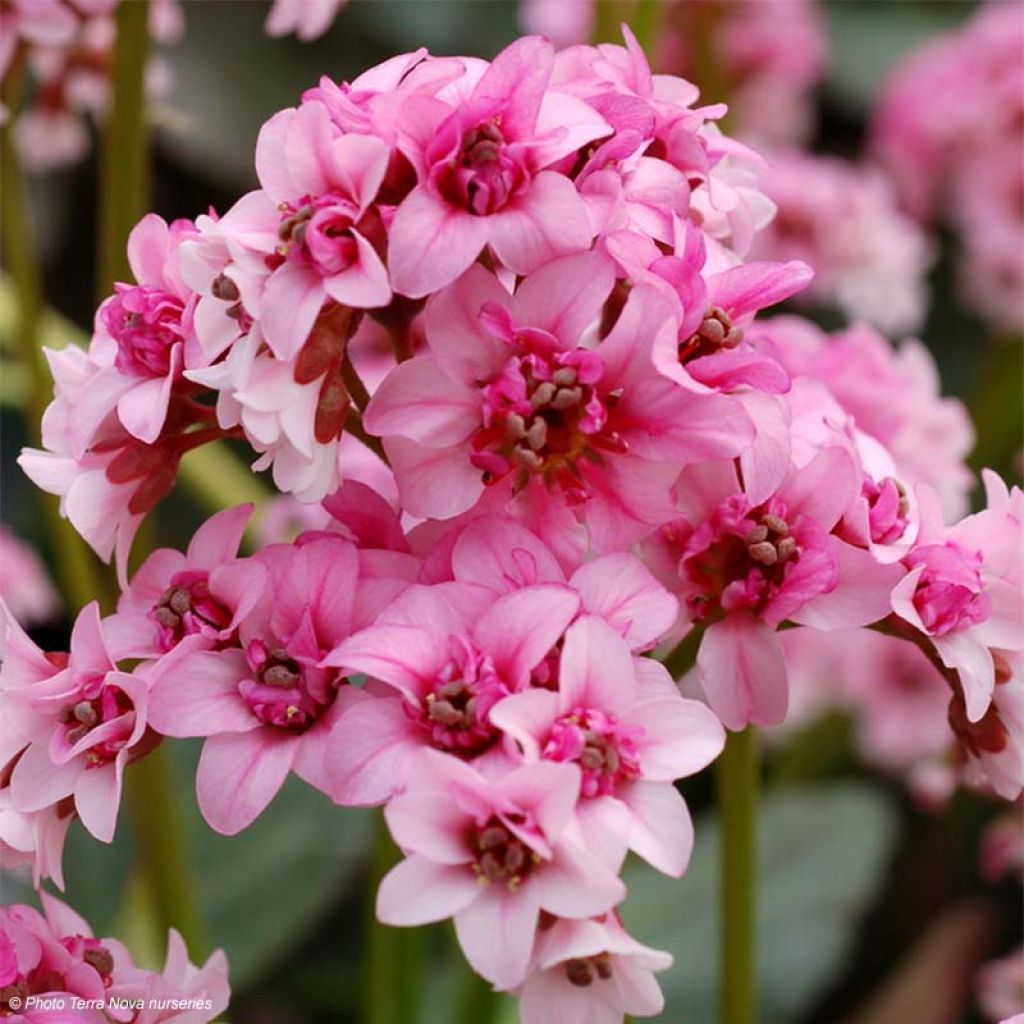 Bergenia cordifolia Dragonfly Sakura