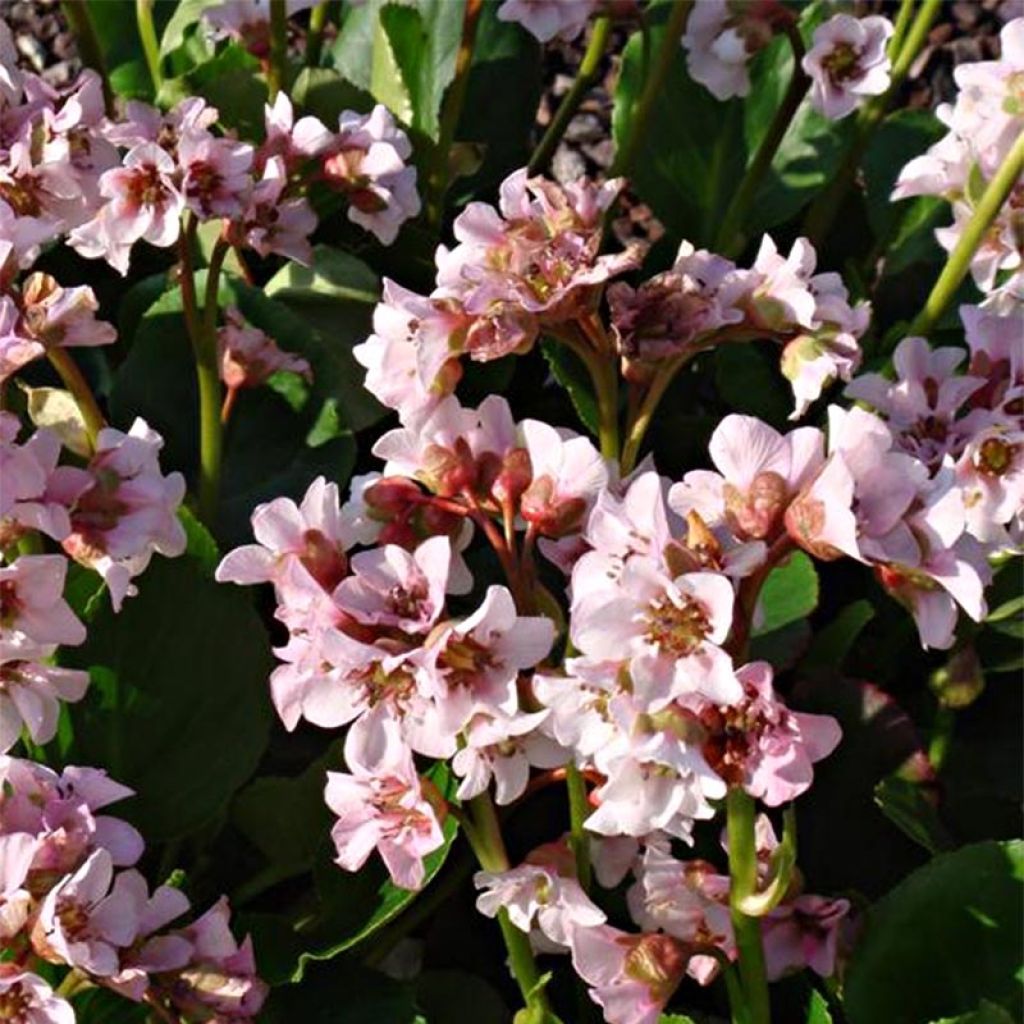 Bergenia Harzkristall