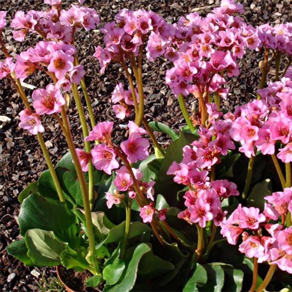 Bergenia Rosenkristall