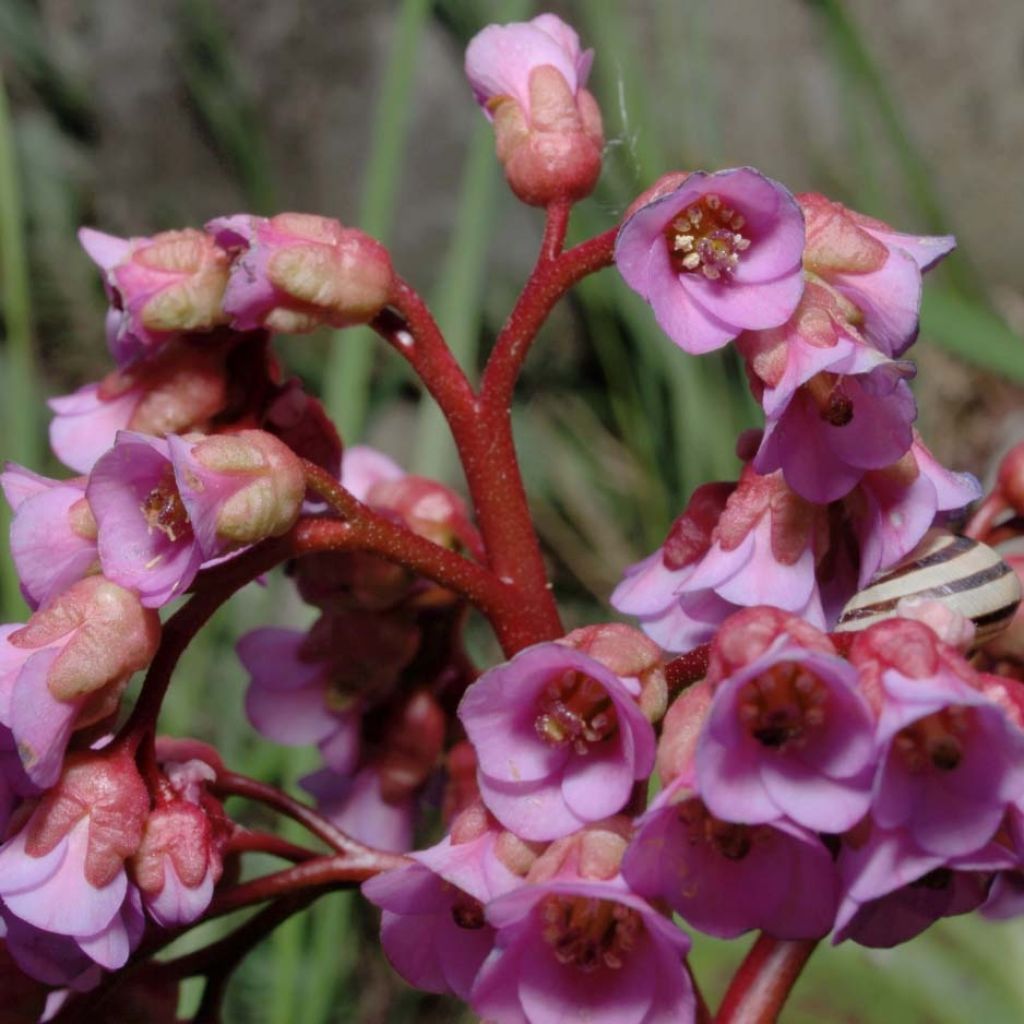 Bergenia schmidtii