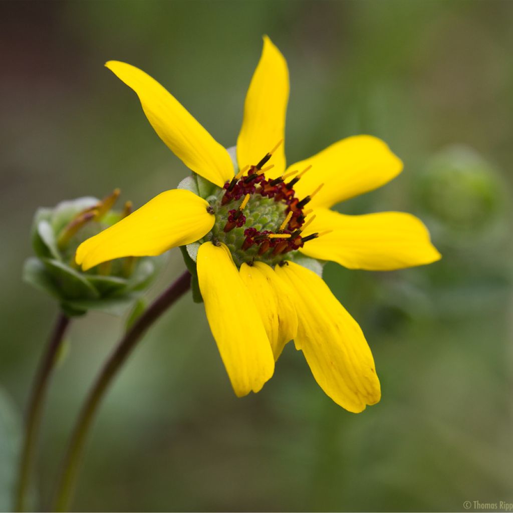 Berlandiera lyriata