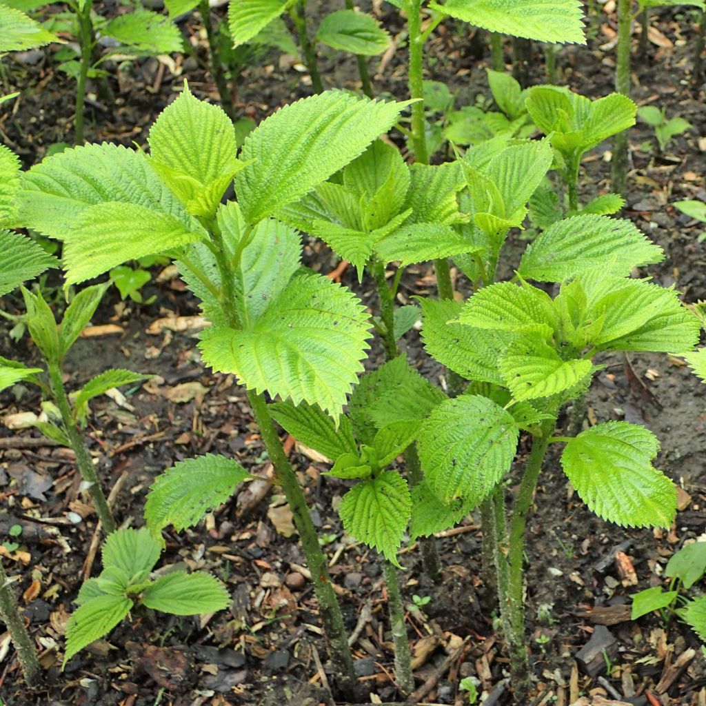 Boehmeria cylindrica