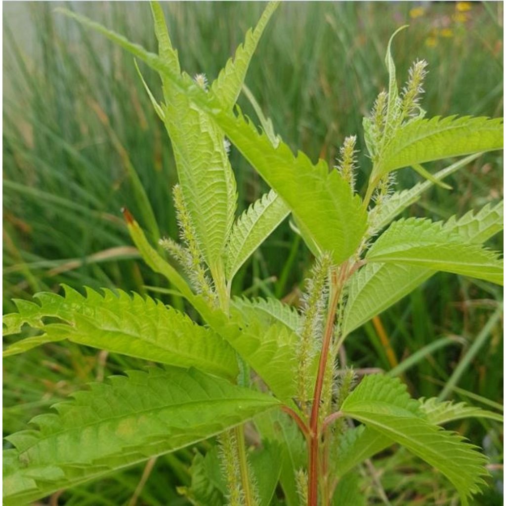 Boehmeria sieboldiana