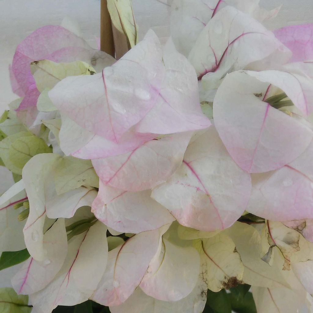 Bougainvillea spectabilis Bianco-rosa