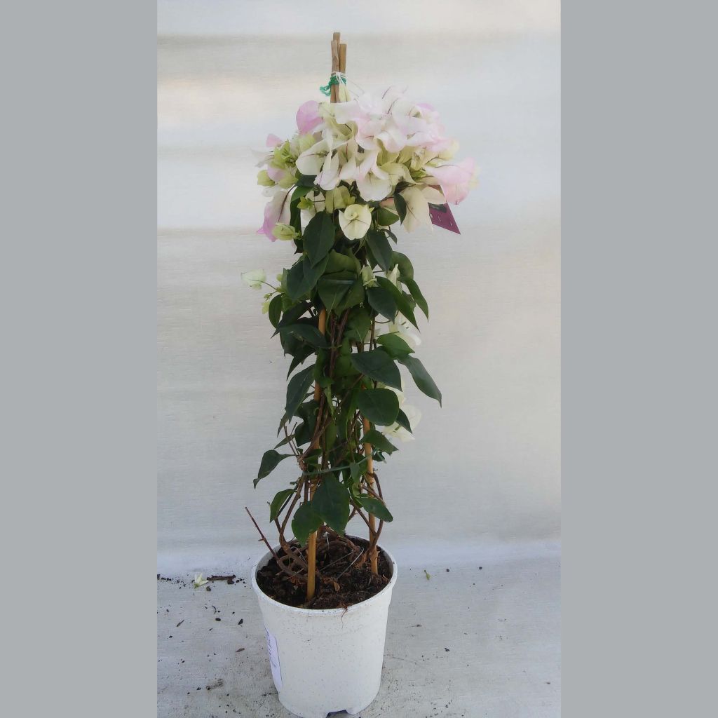 Bougainvillea spectabilis Bianco-rosa