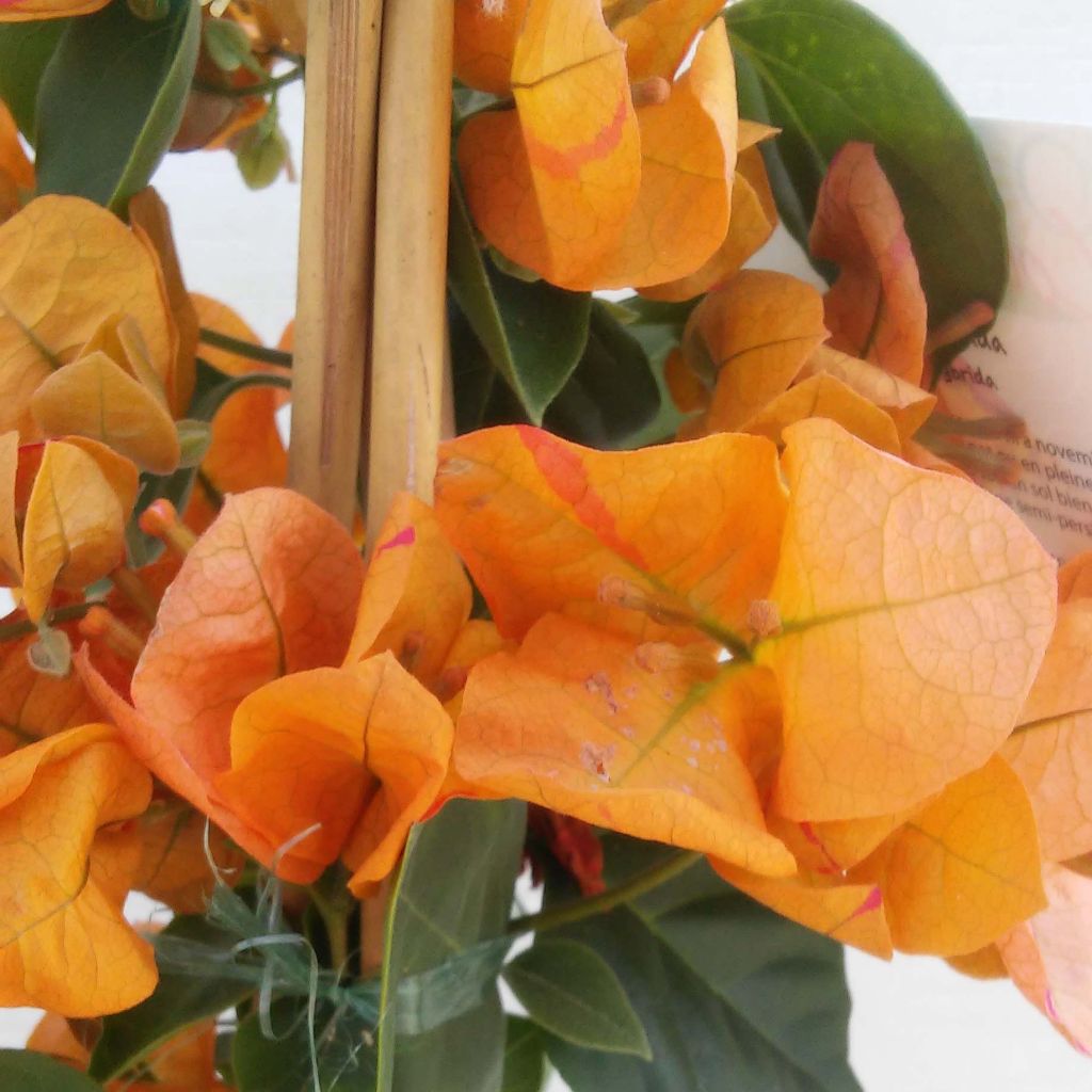 Bougainvillea spectabilis Arancione