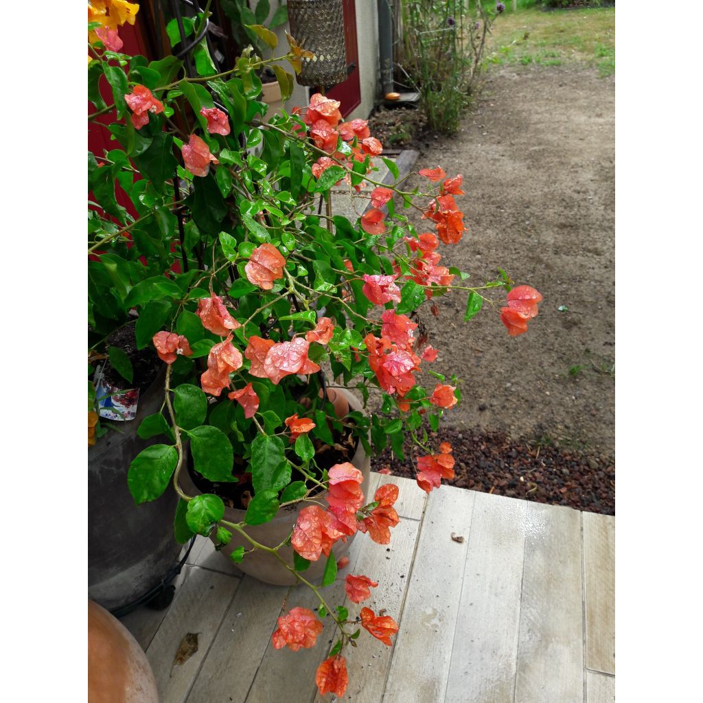 Bougainvillea spectabilis Arancione