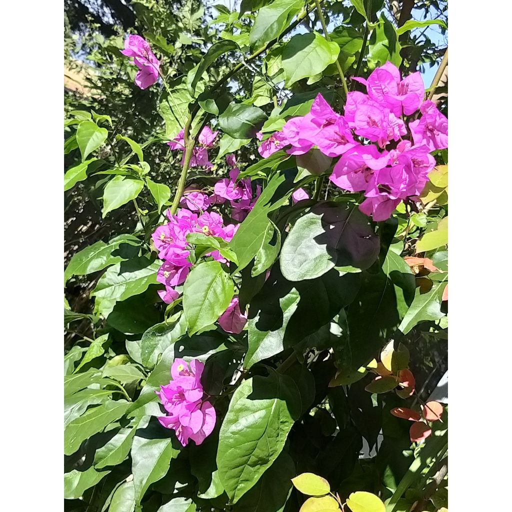 Bougainvillea Violet de Meze