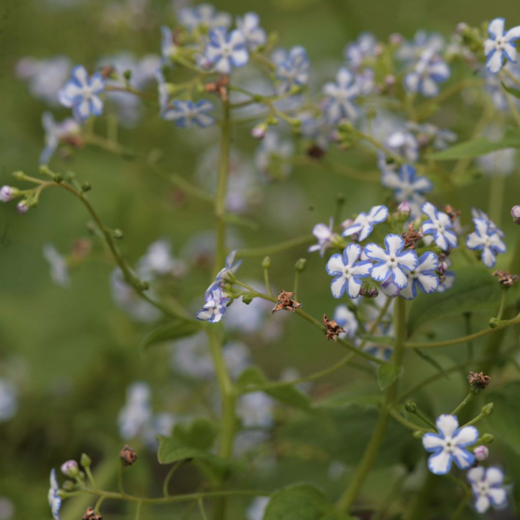 Brunnera macrophylla Starry Eyes