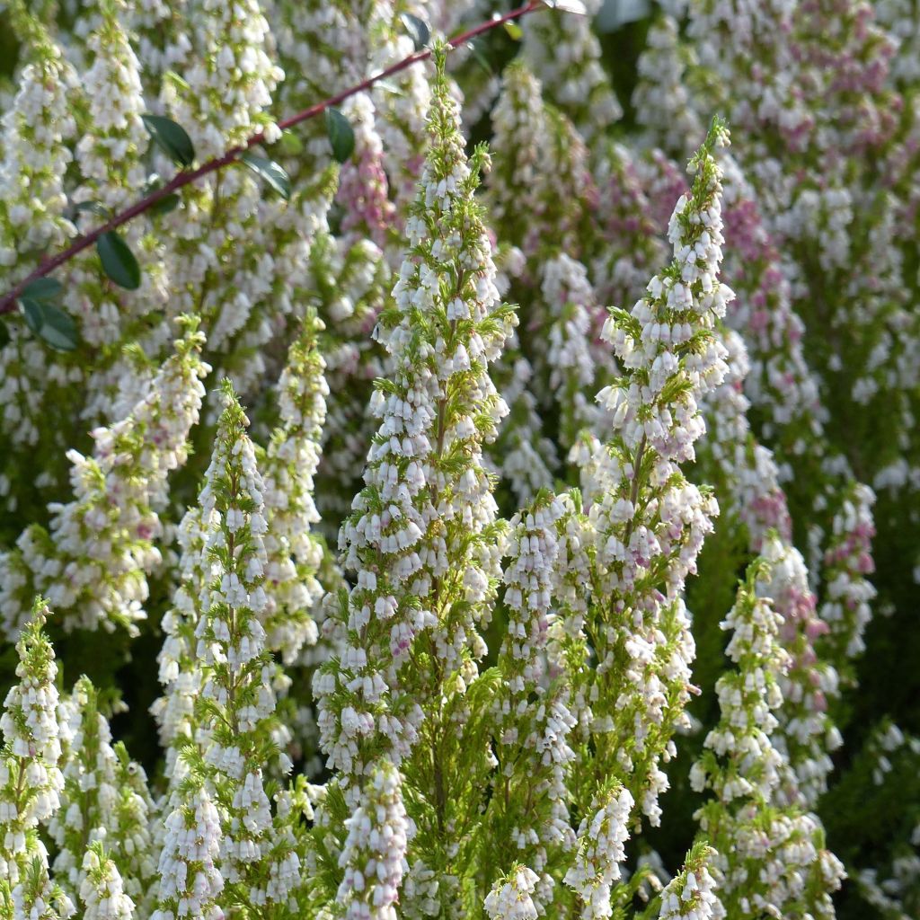 Erica arborea Great Star Le Vasterival