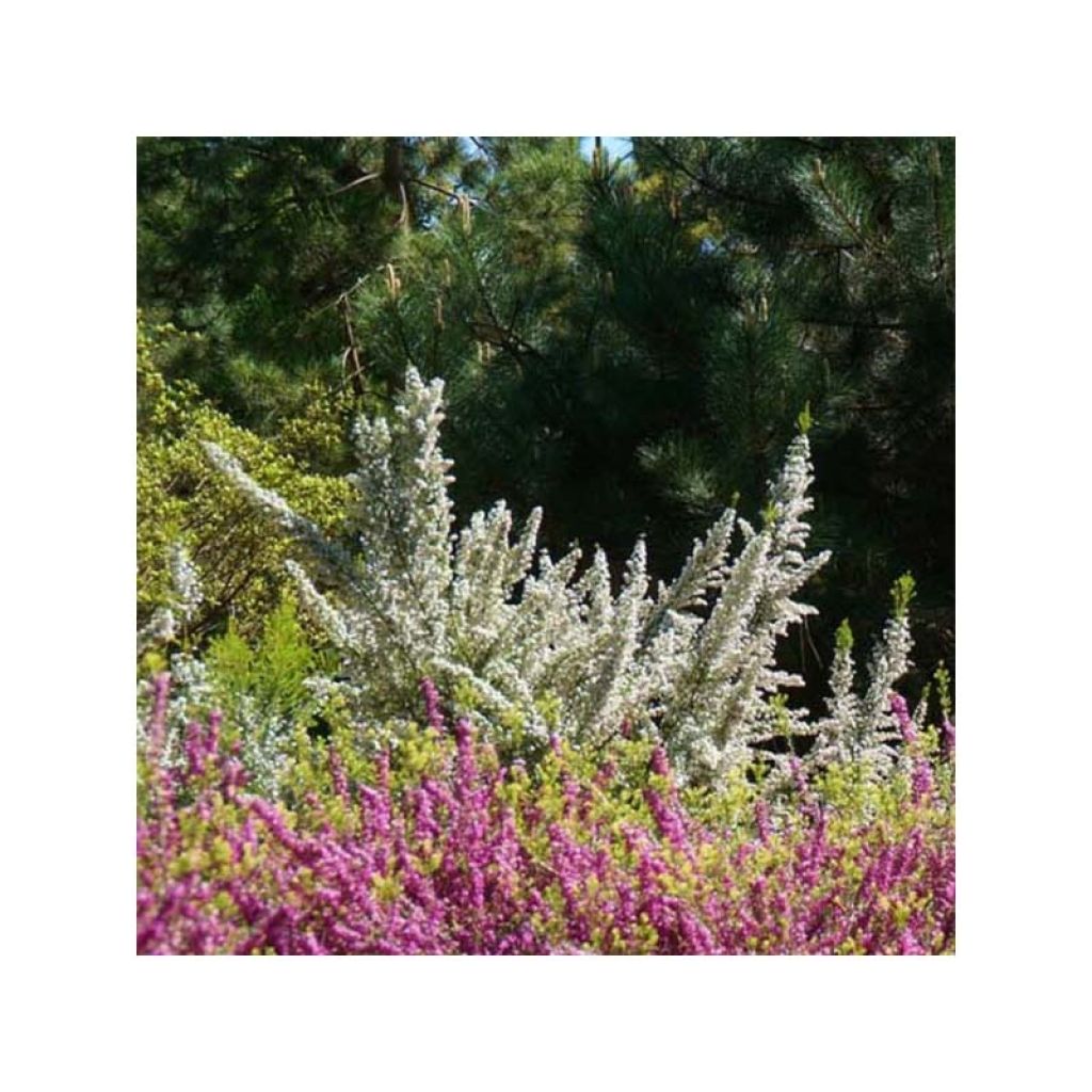 Erica arborea Pink Joy