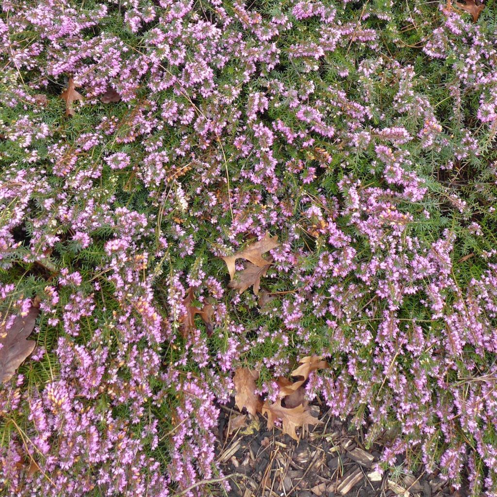 Erica carnea December Red