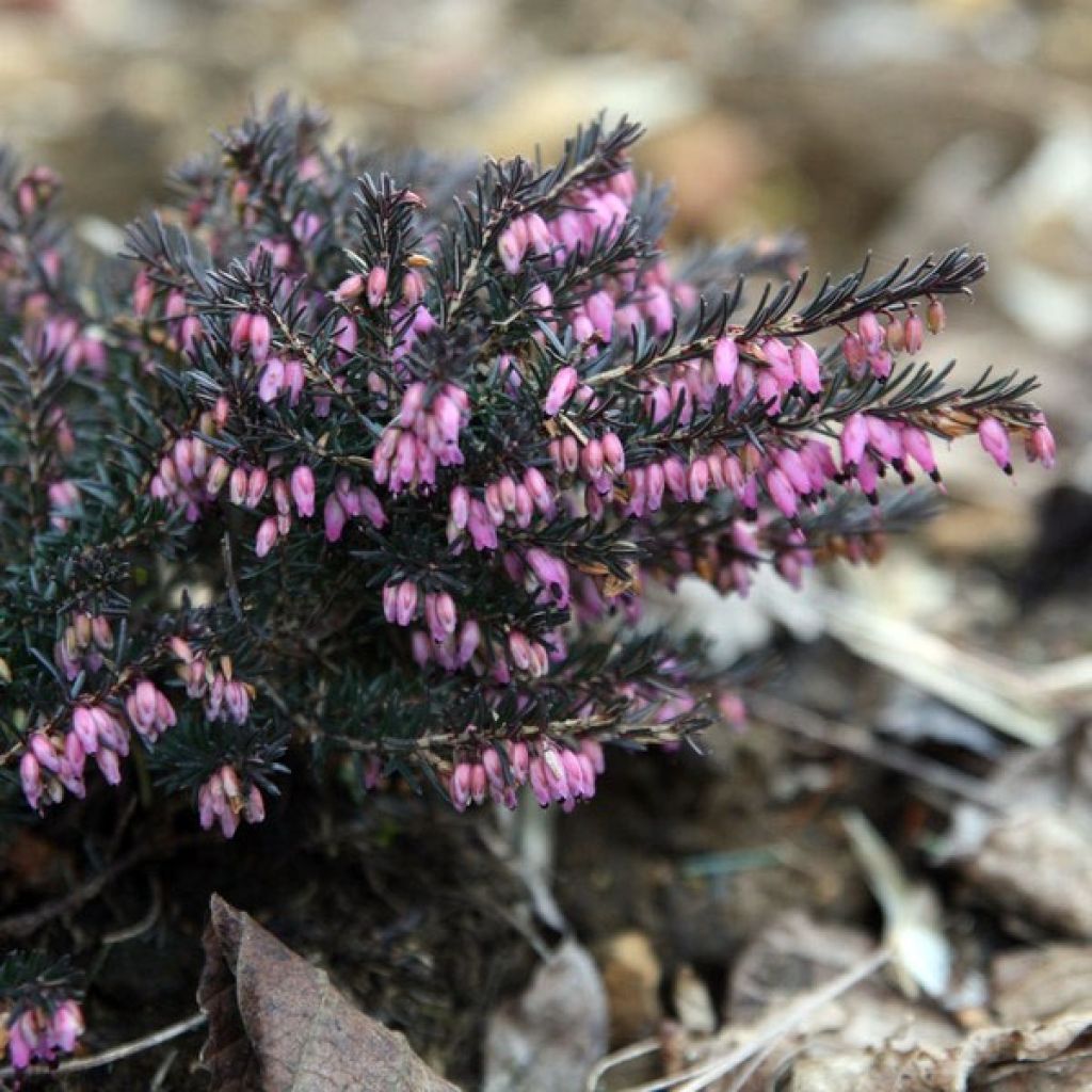 Erica darleyensis Kramer's Rote