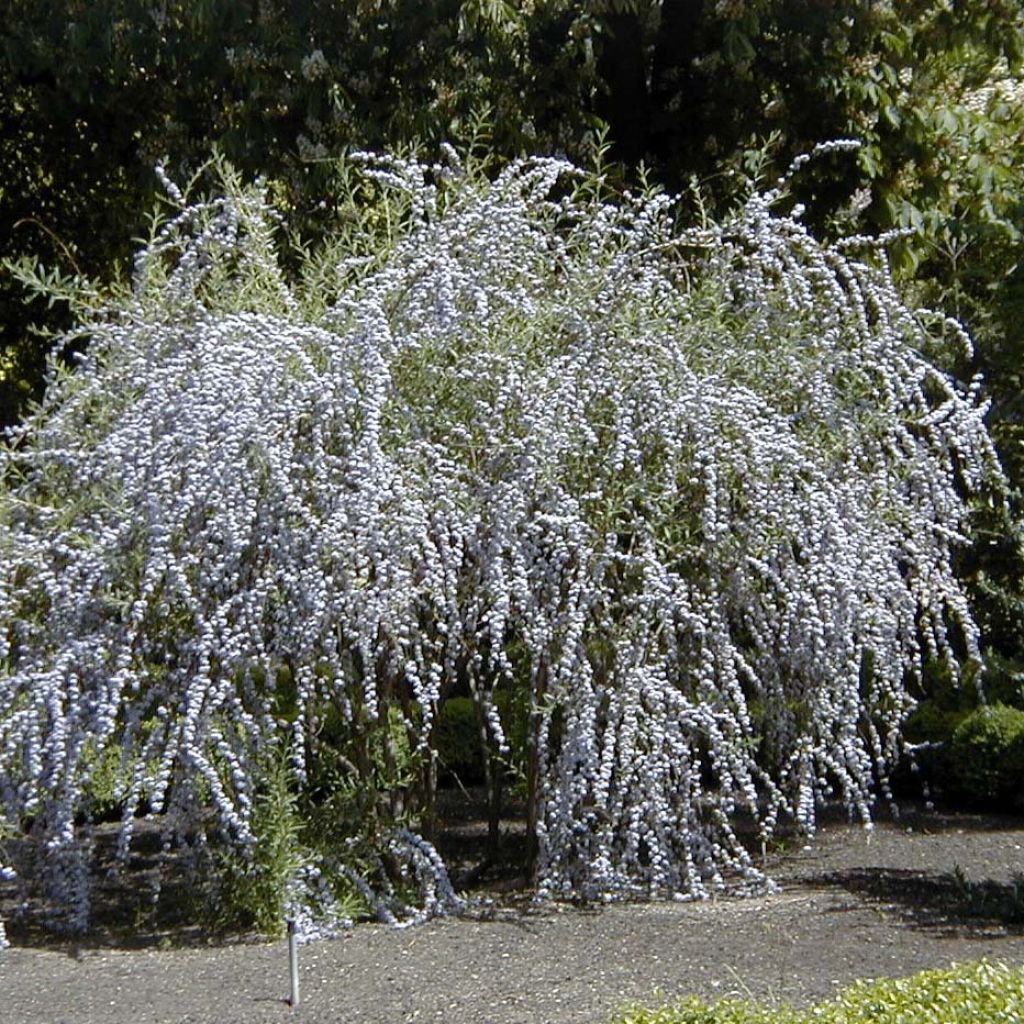 Buddleja alternifolia - Albero delle farfalle