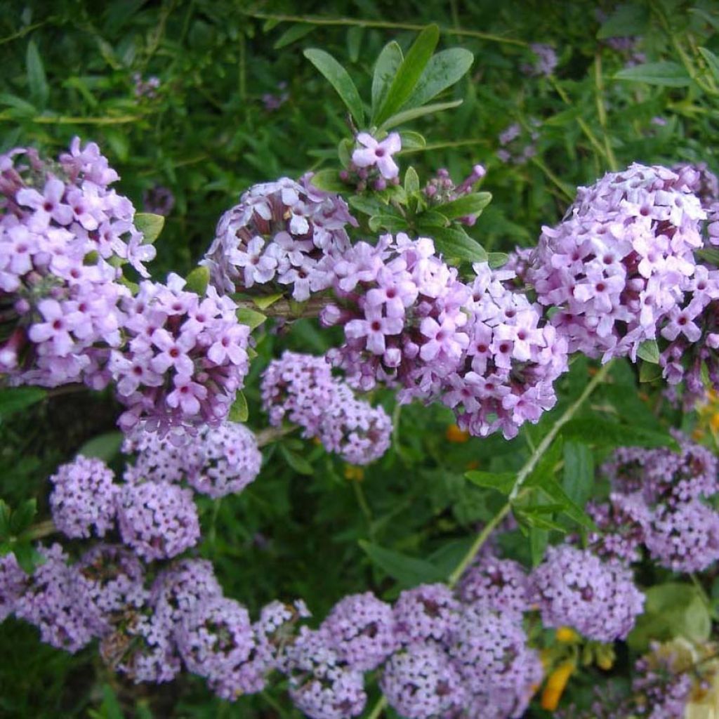 Buddleja alternifolia - Albero delle farfalle