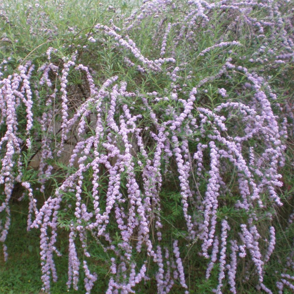 Buddleja alternifolia - Albero delle farfalle