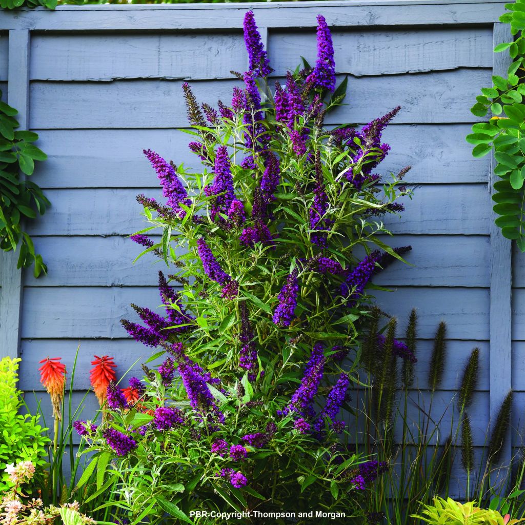 Albero delle farfalle Butterfly Tower