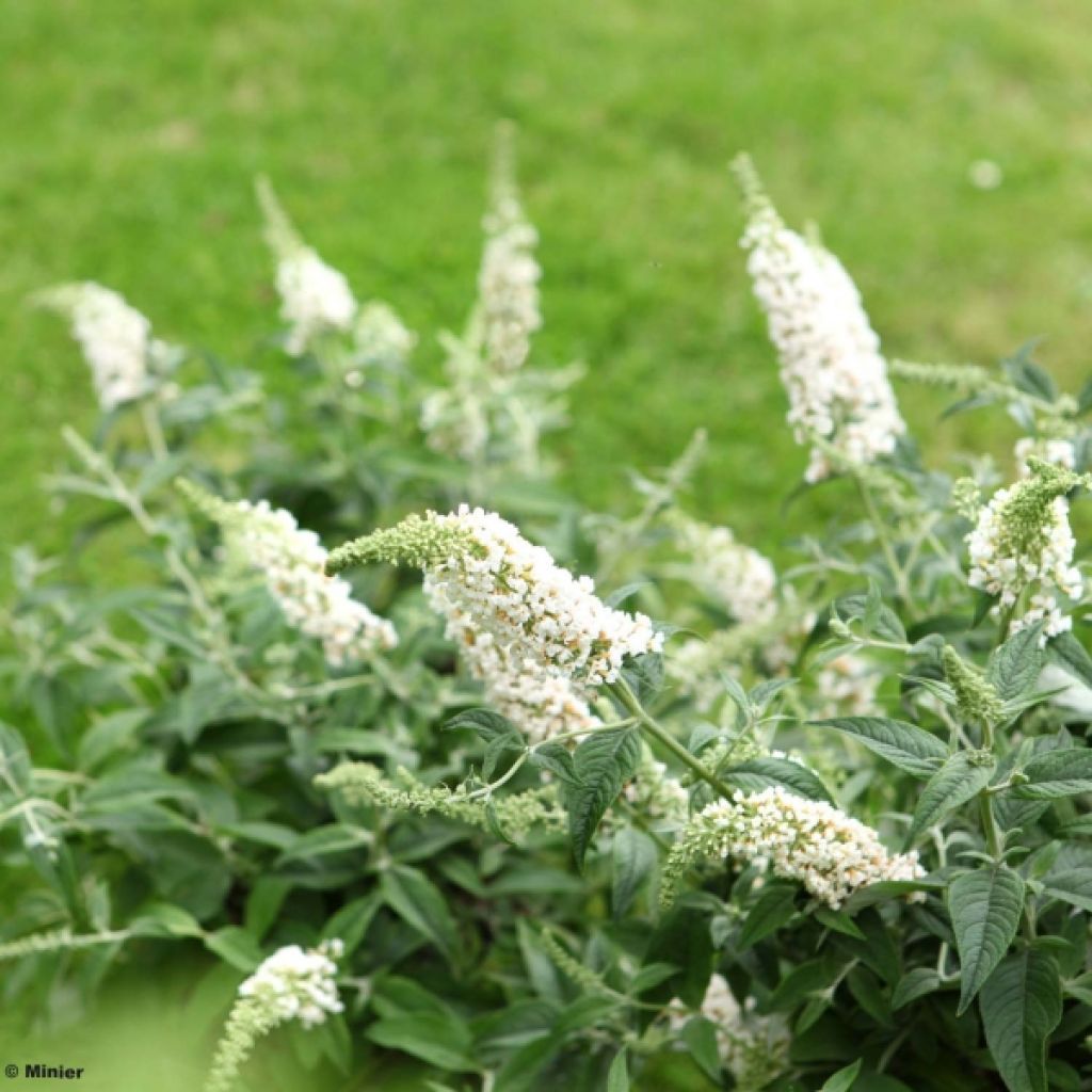 Buddleia White Chip  - Arbre aux papillons nain