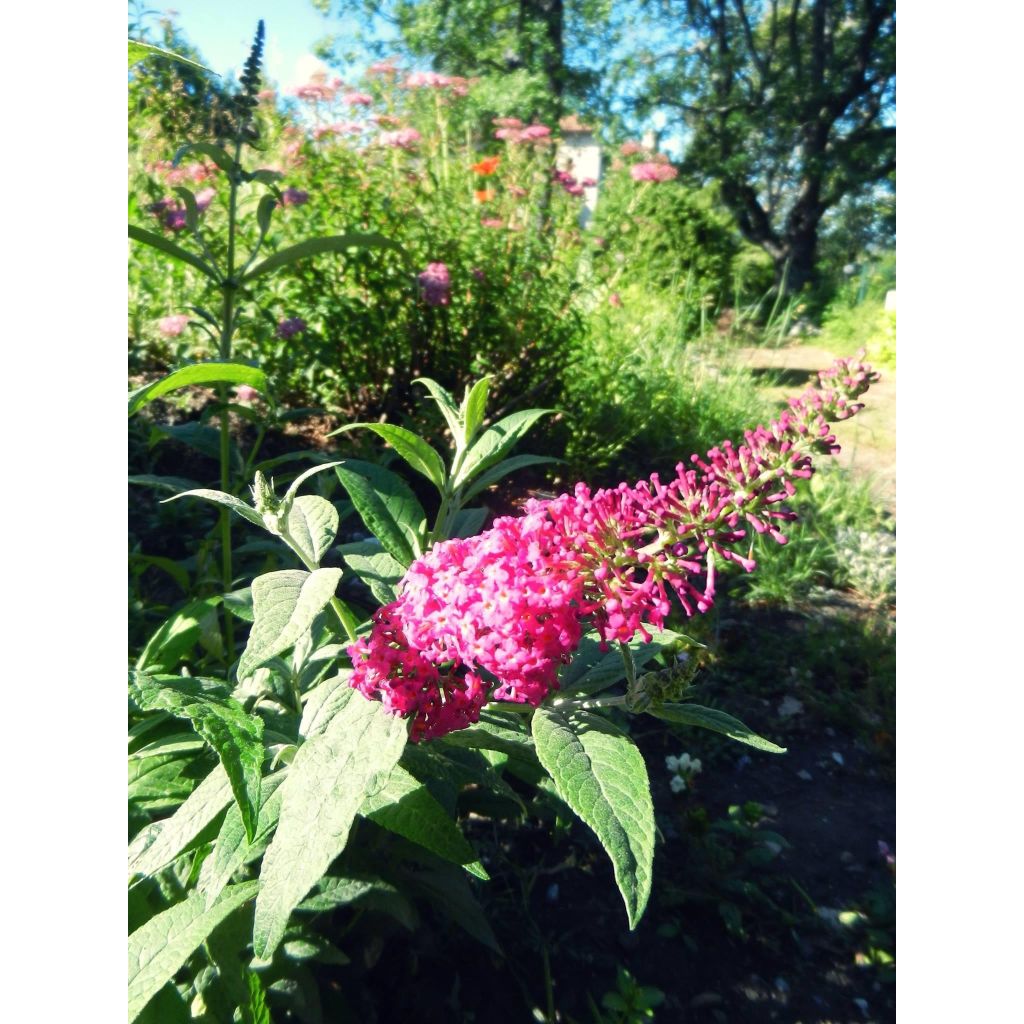 Albero delle farfalle Miss Ruby