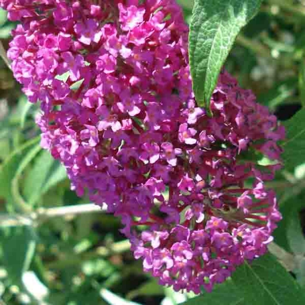 Buddleia davidii Summer Beauty