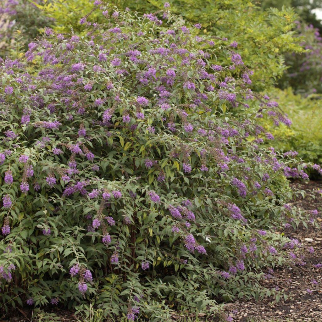 Albero delle farfalle Argus Velvet