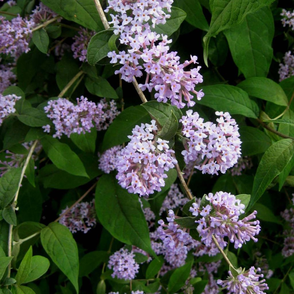 Buddleja delavayi - Albero delle farfalle