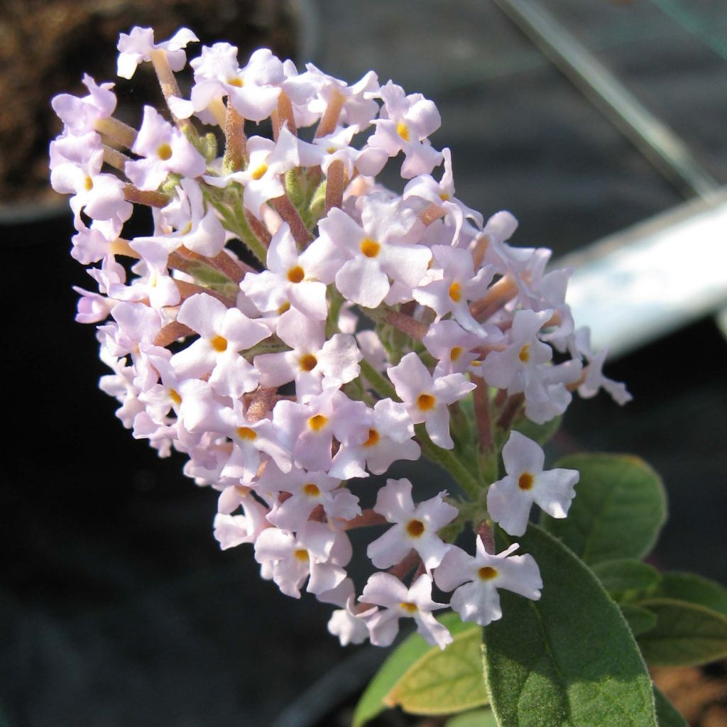 Buddleja delavayi - Albero delle farfalle